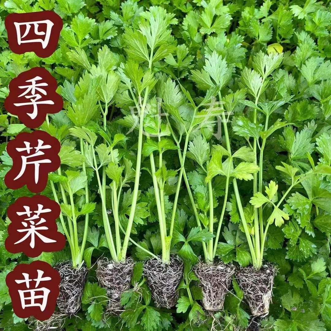 【小香芹】菜苗西芹香芹根芹高产四季春秋盆栽阳台盆栽秋冬