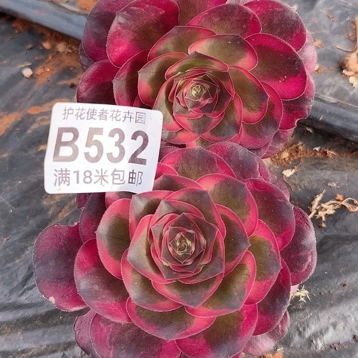 多肉法师淘宝福利