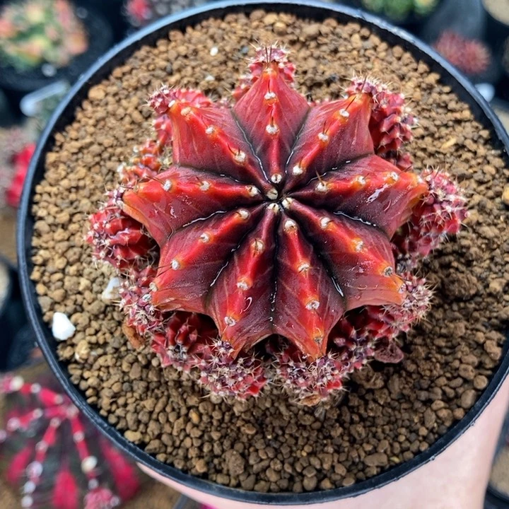 萨拉曼尼 母本 米哈仙人球