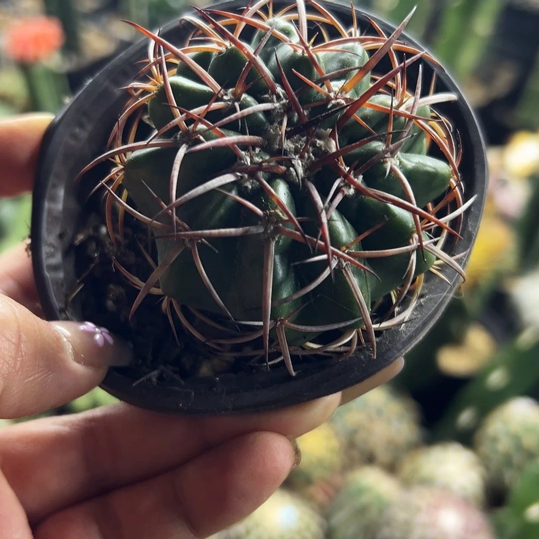 圆盘仙人球1111111111