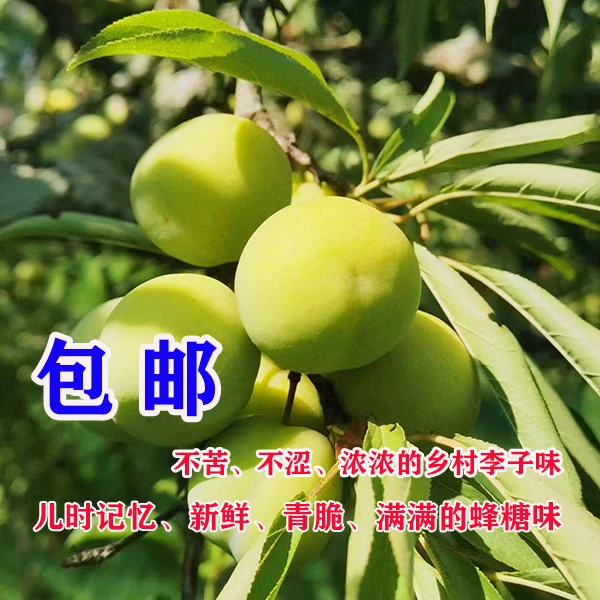 四川农村乡村李子