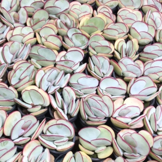 精控日系白眉4可9.9多肉植物