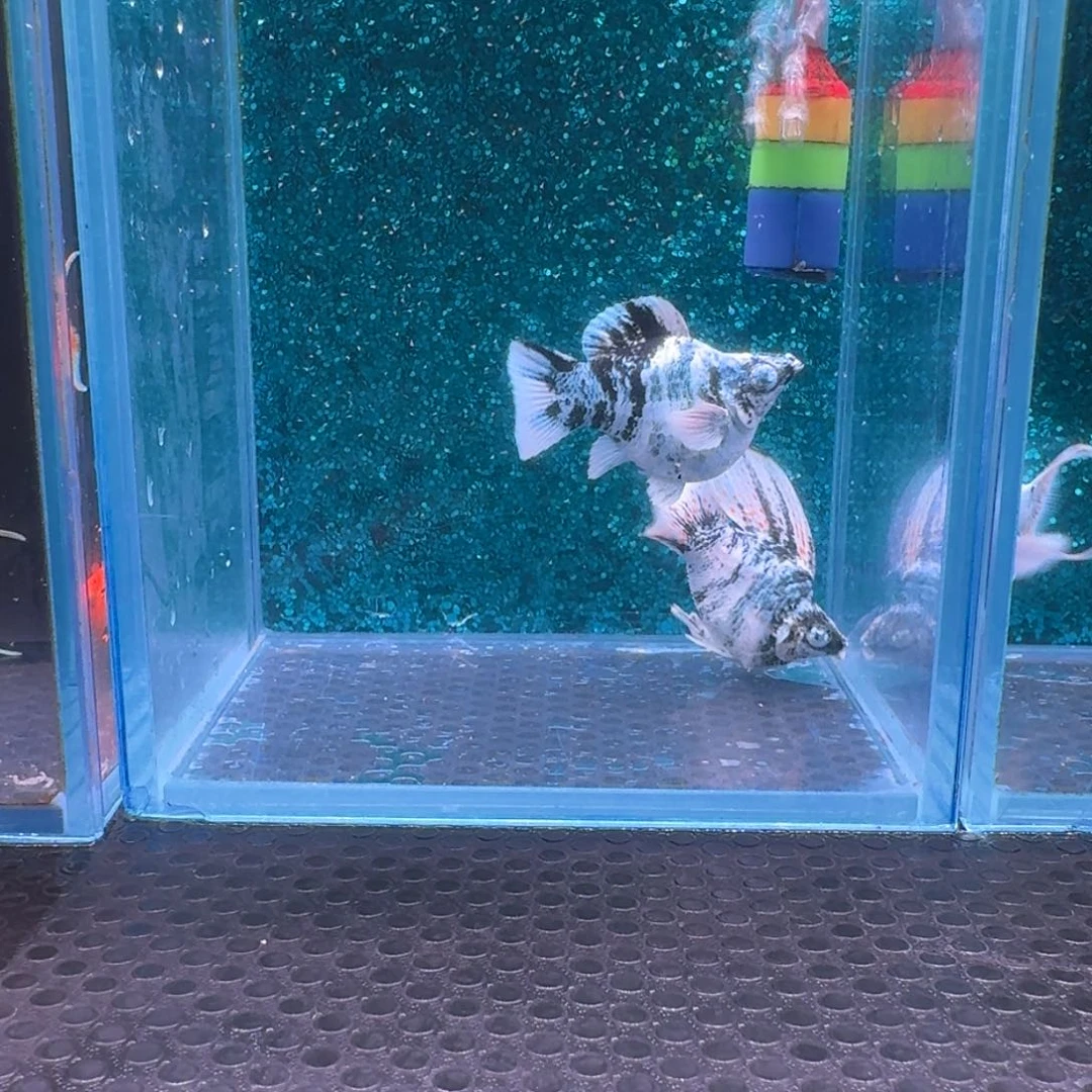 黑玛丽鱼468号玛丽2条