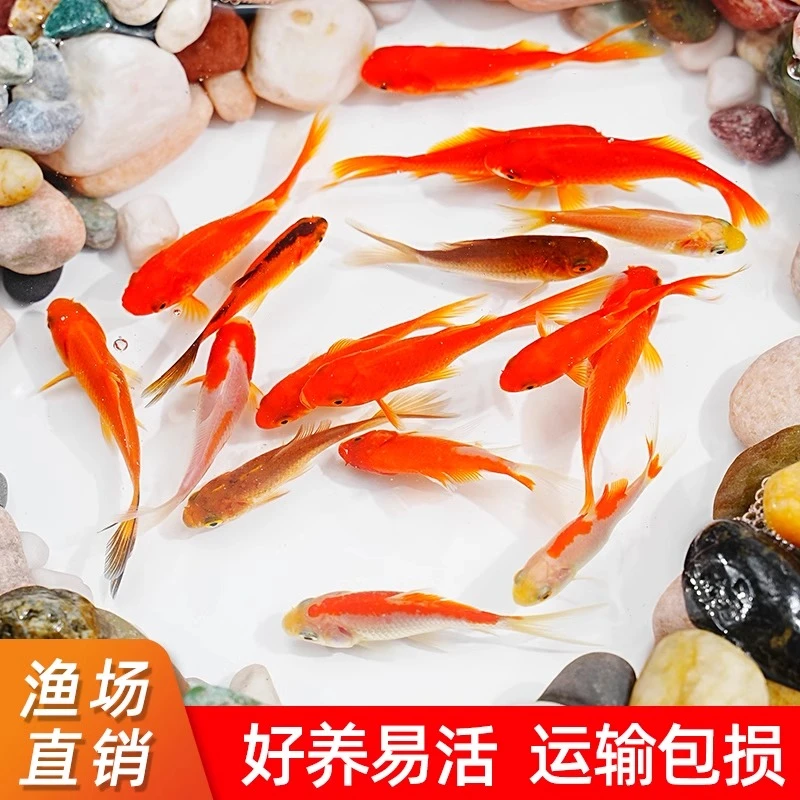 冷水草金观赏鱼小金鱼好养耐活小鱼饲料鱼自来水活鱼锦鲤宠物大全