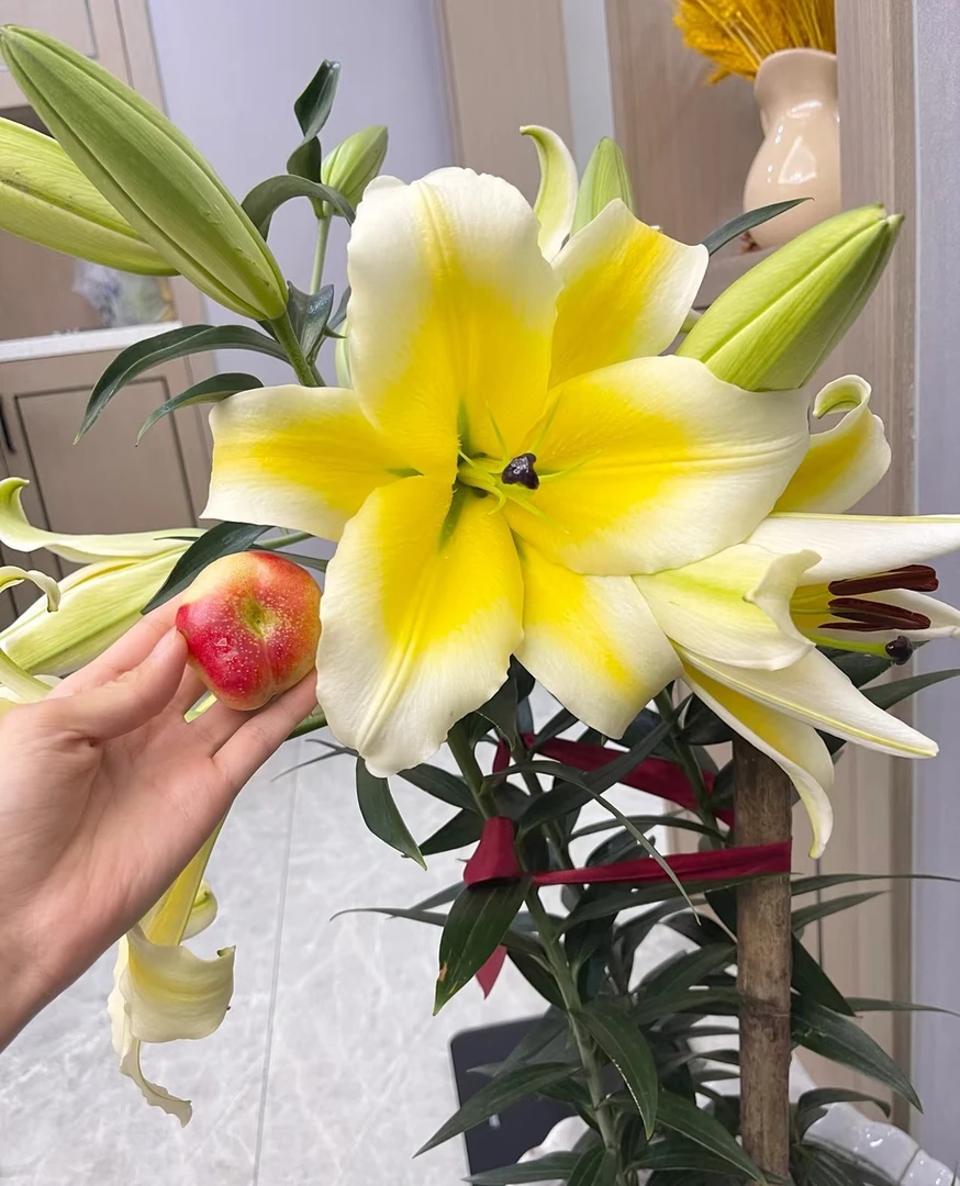 四季可种【黄天霸月牙球】香水百合种球，室内外都可种植好种好养