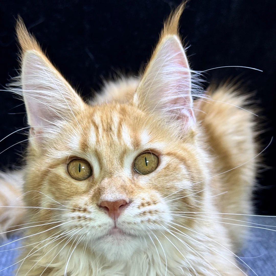 可丽家缅因猫 红虎斑妹妹