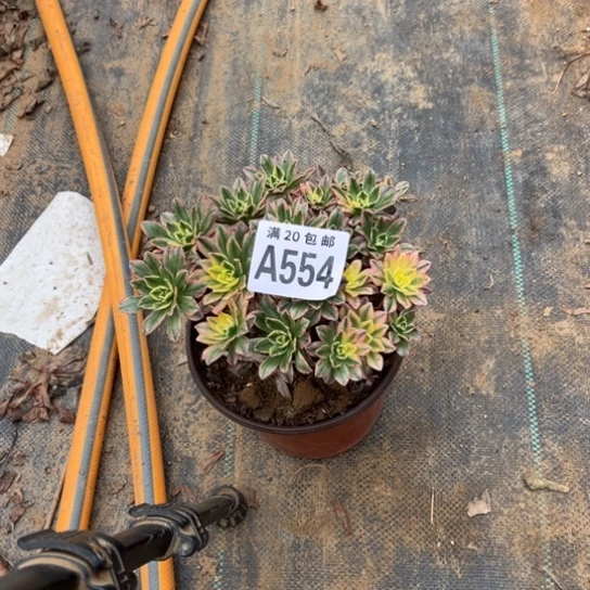 麻***富554甜茶法师不包断枝