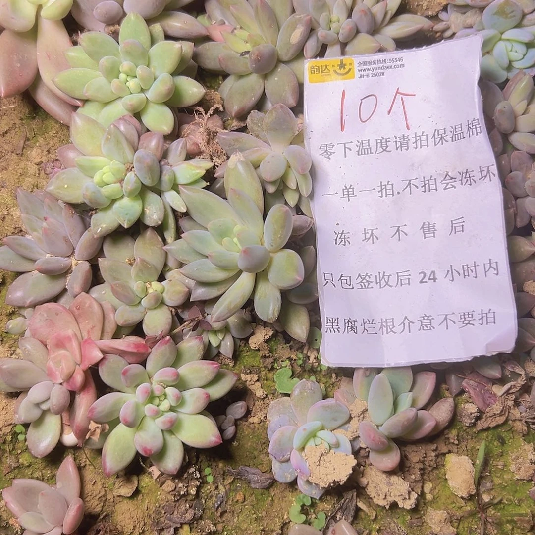 美人系10个叶插苗