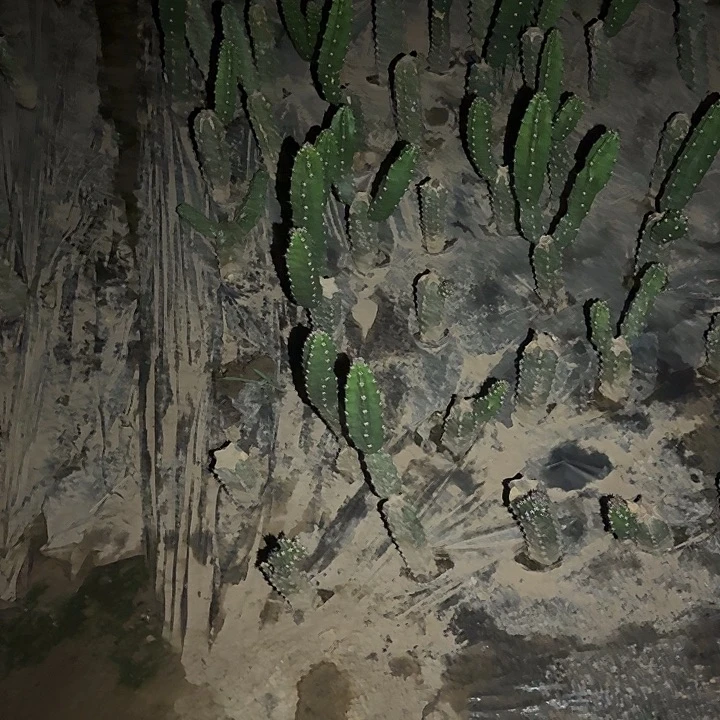 瑞*。红娇媚侧芽4公分彩草