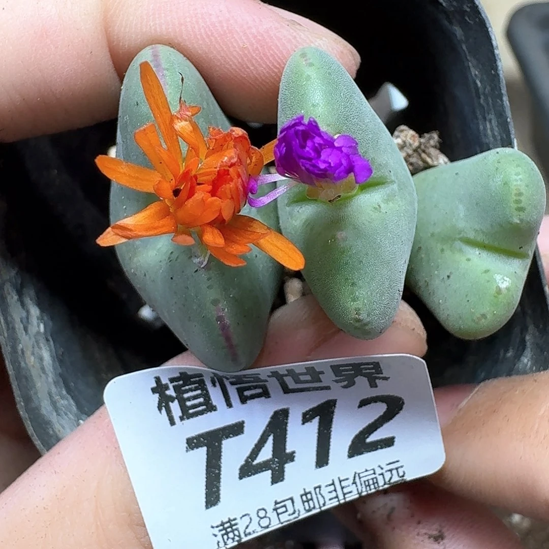 多肉植物的润泽fgb