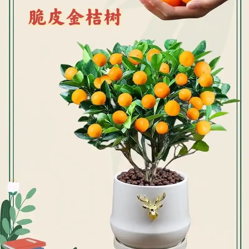 二代脆皮金桔九甜一酸盆栽地栽带果发货金玉满堂