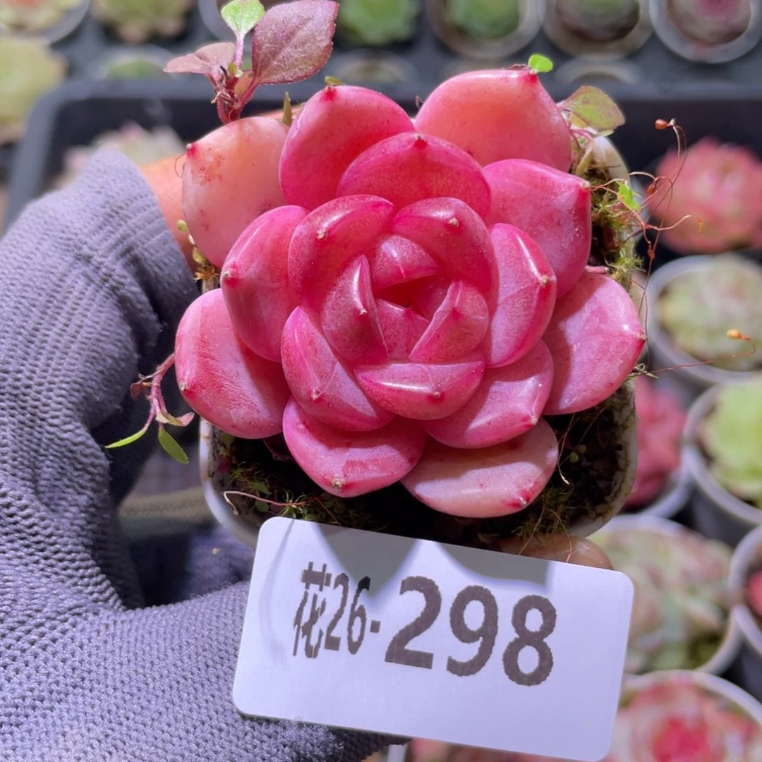 花利美26-298福利珍妮