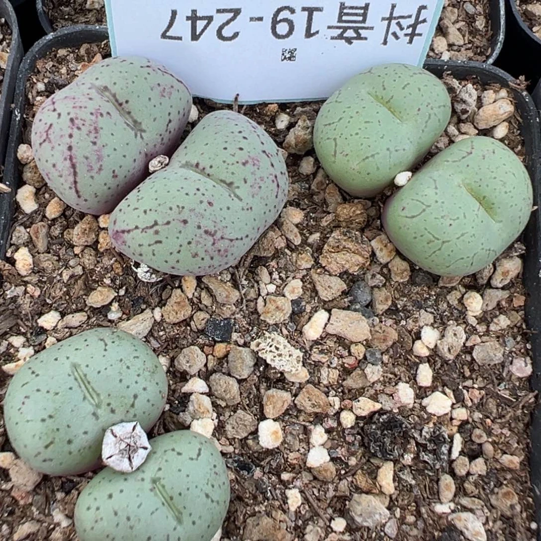 19-241紫烟肉锥多肉植物