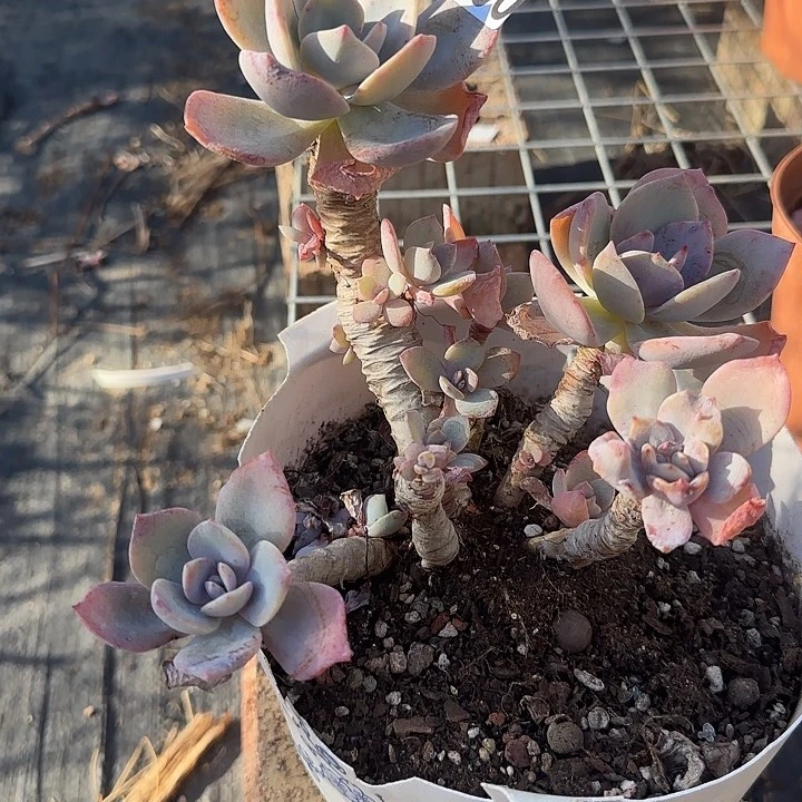 莫*儿850正宫红血凤脱土发货不退不换