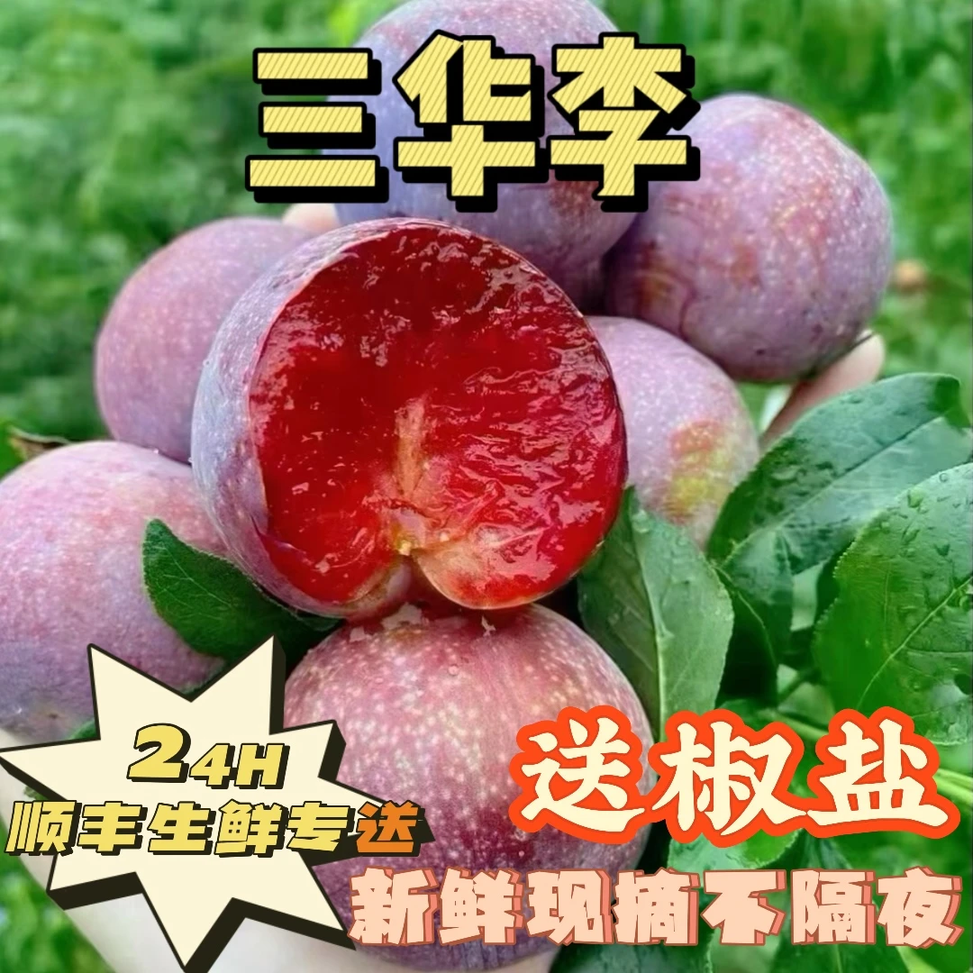 广东省茂名信宜市现摘三华李新鲜当季水果！