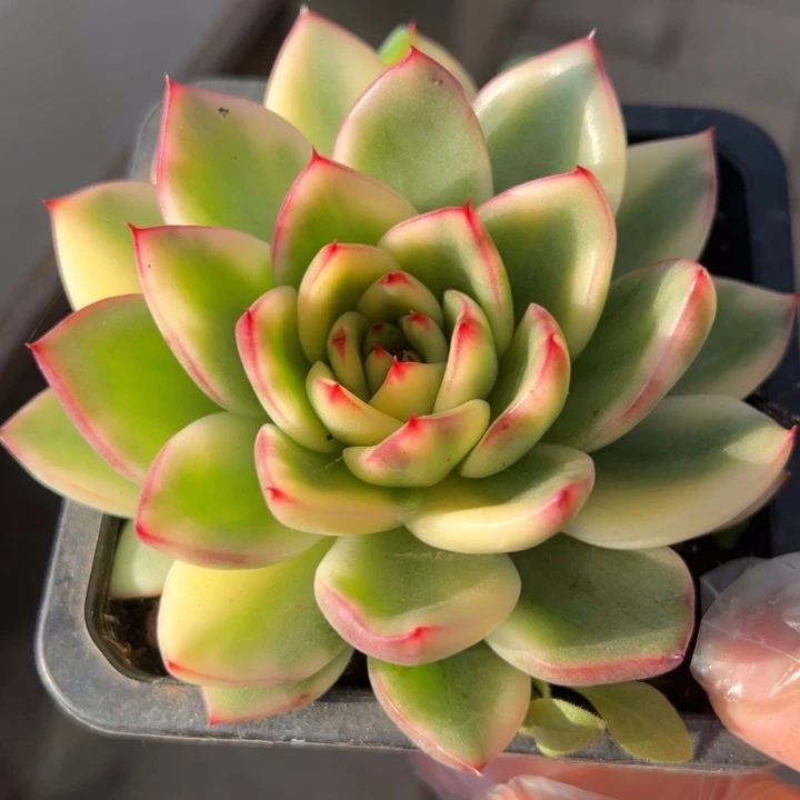 阿诗锦一物一拍锦龙