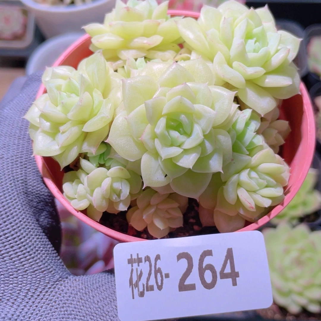 花利美26-264白天鹅