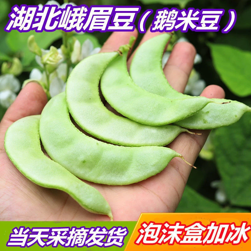 新鲜峨眉豆湖北天门特产农家自种老品种鹅米豆扁豆现摘应季蔬菜