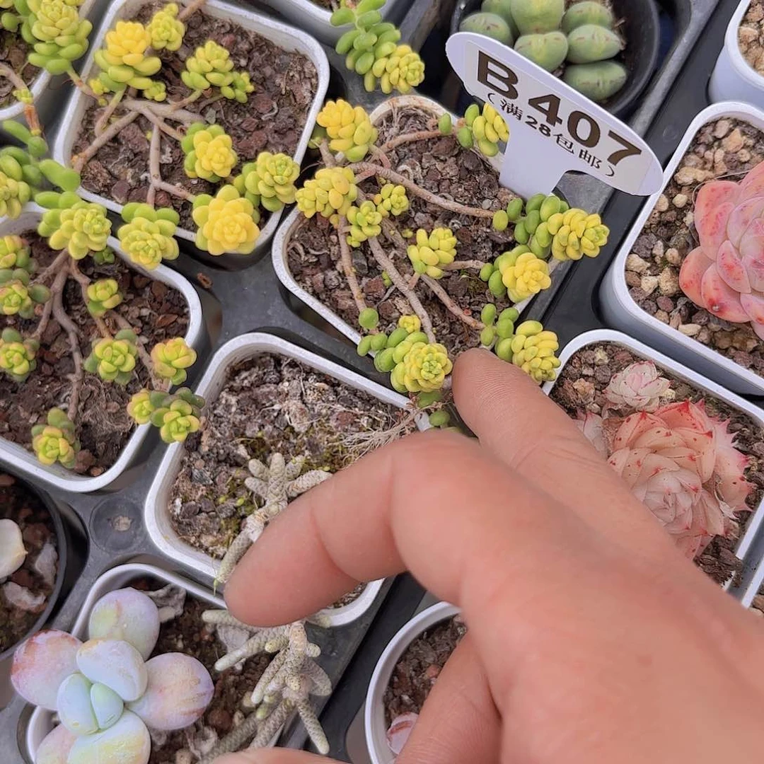 钟****B407大唐米锦一物一拍