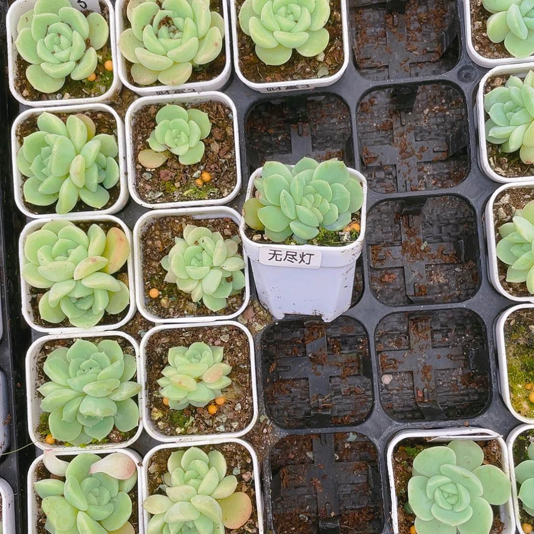 等****2无尽灯中苗盆一个满25包邮