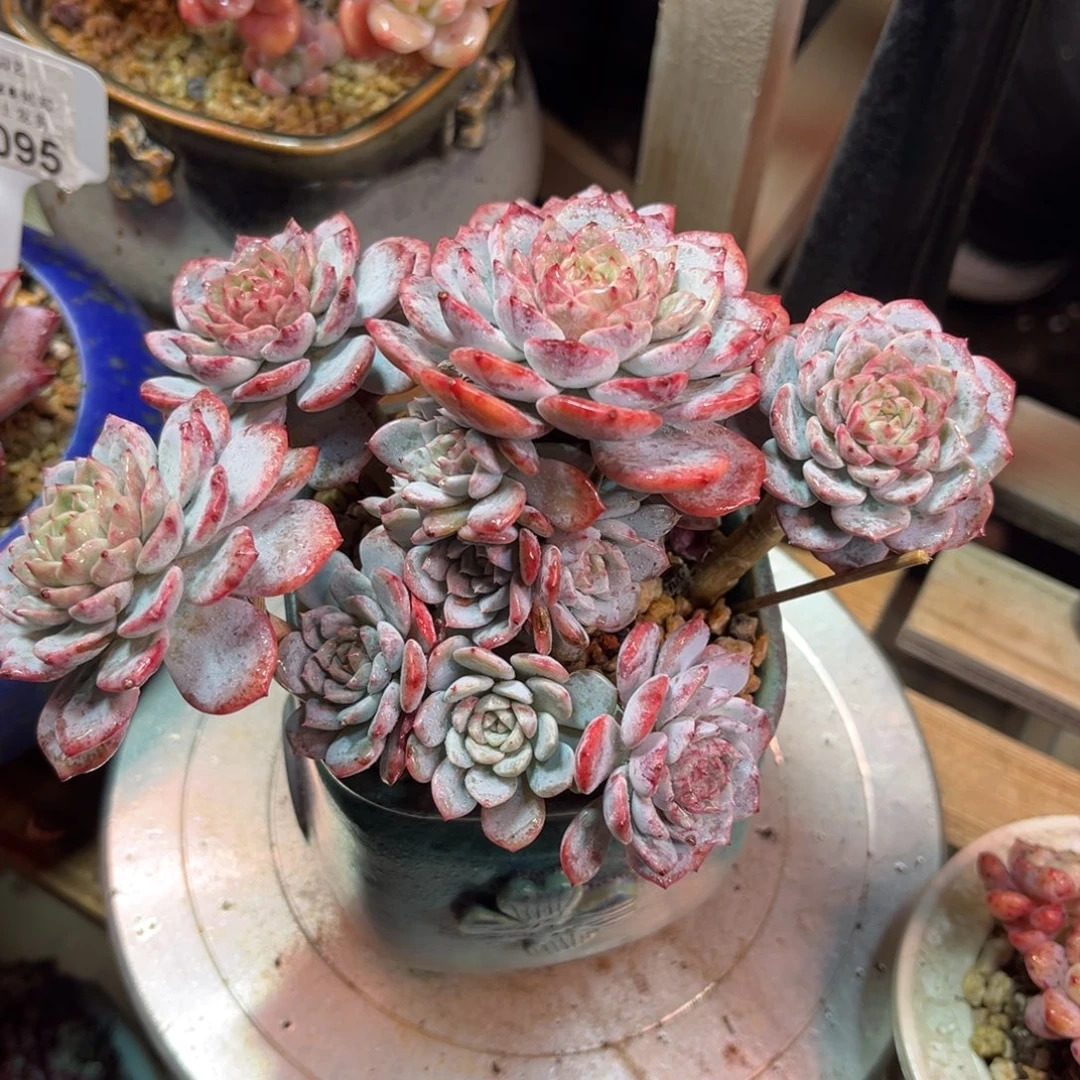 正版韩版海棠花duodeyajujin