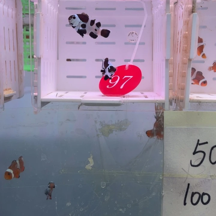 海水鱼精品熊猫2条3-4