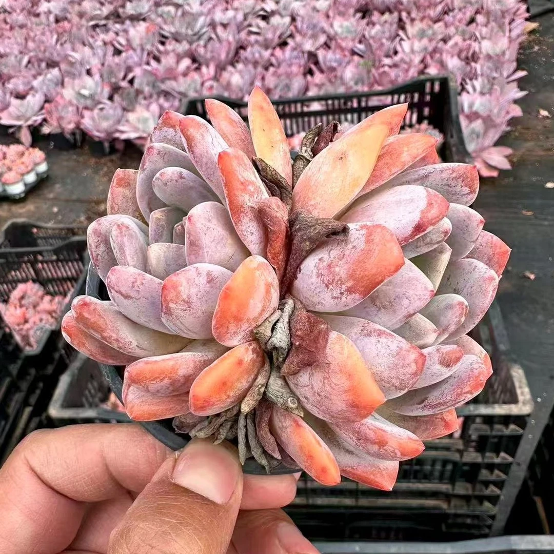 精品多肉  精控橙梦露