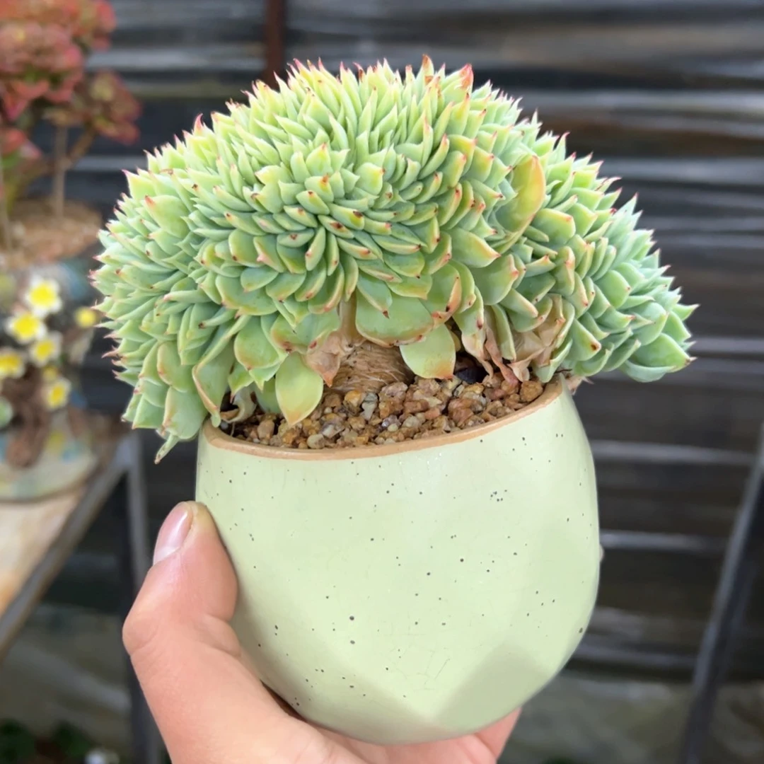 ?*?三色堇18 零零多肉植物