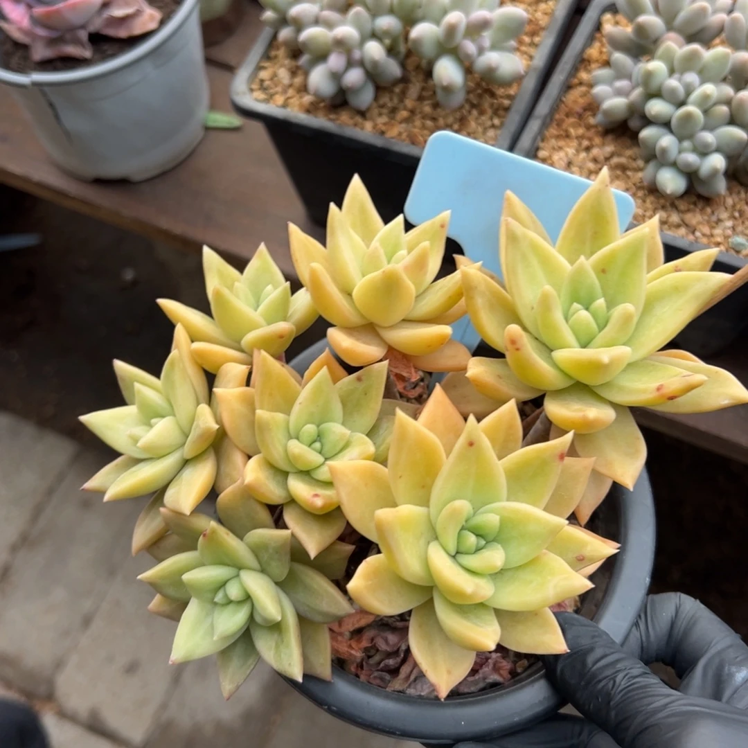 黄金表丽娜111111111111