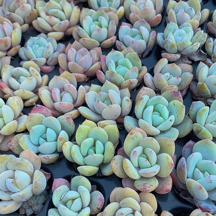 小风城1元带土发