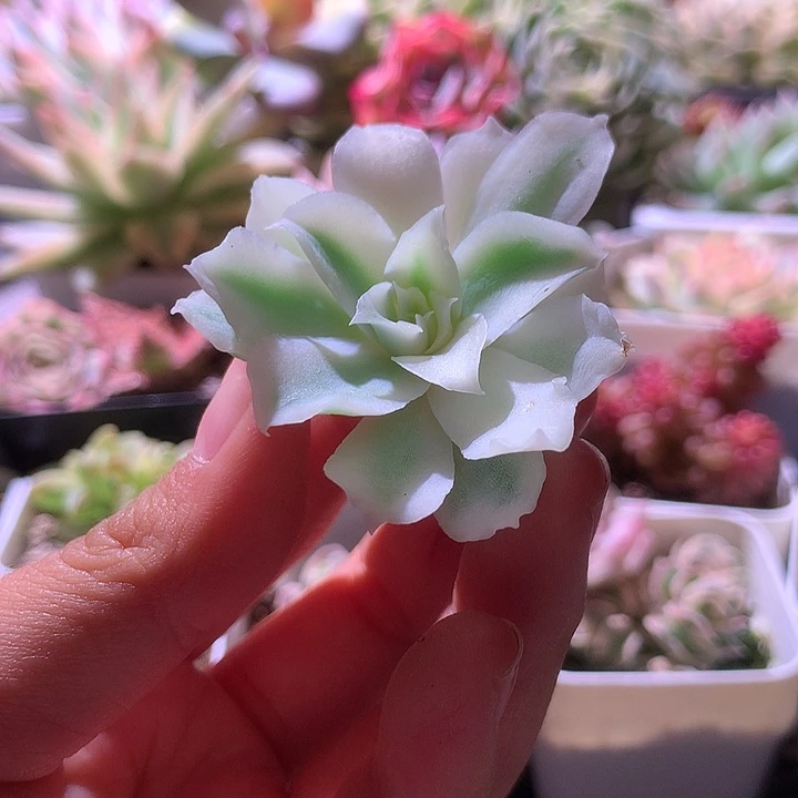 蓝丝绒覆轮锦无根