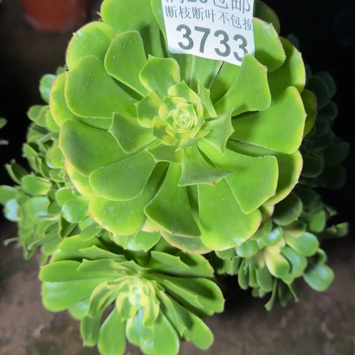 3733辛尼亚不包断枝