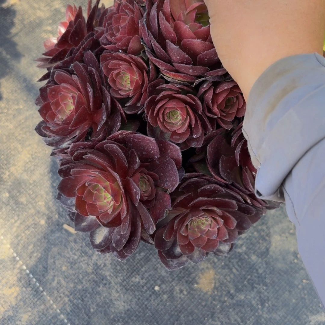 无花朵685多肉植物捧花的