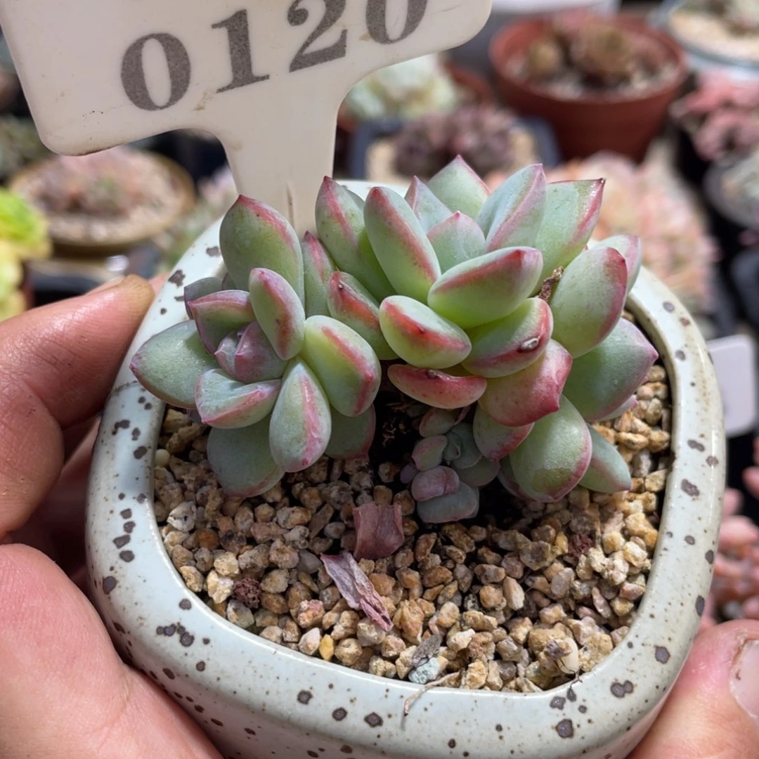 0120泡芙不带盆7厘米
