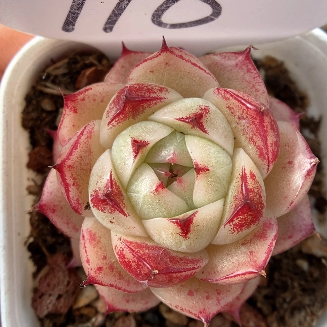 边线麦秆可拍718号。