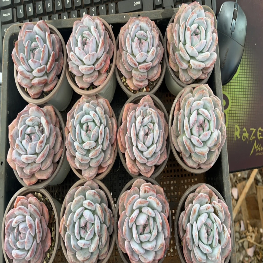 正版星影母本多肉