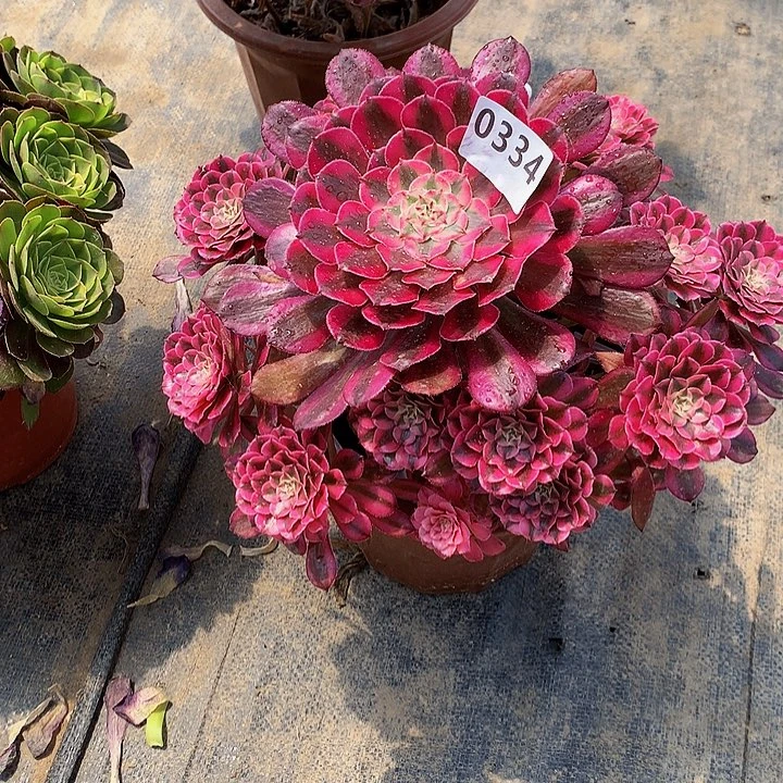 南**凉多肉红铜白3340000