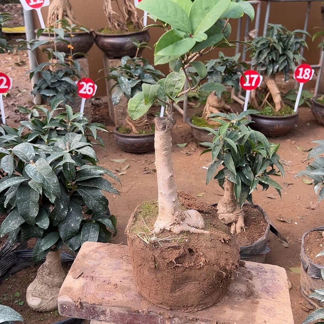 无花朵当前无花养后开花