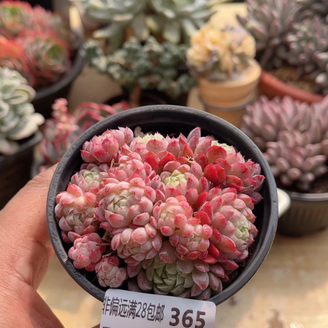 【闪购商品】365羊脂球