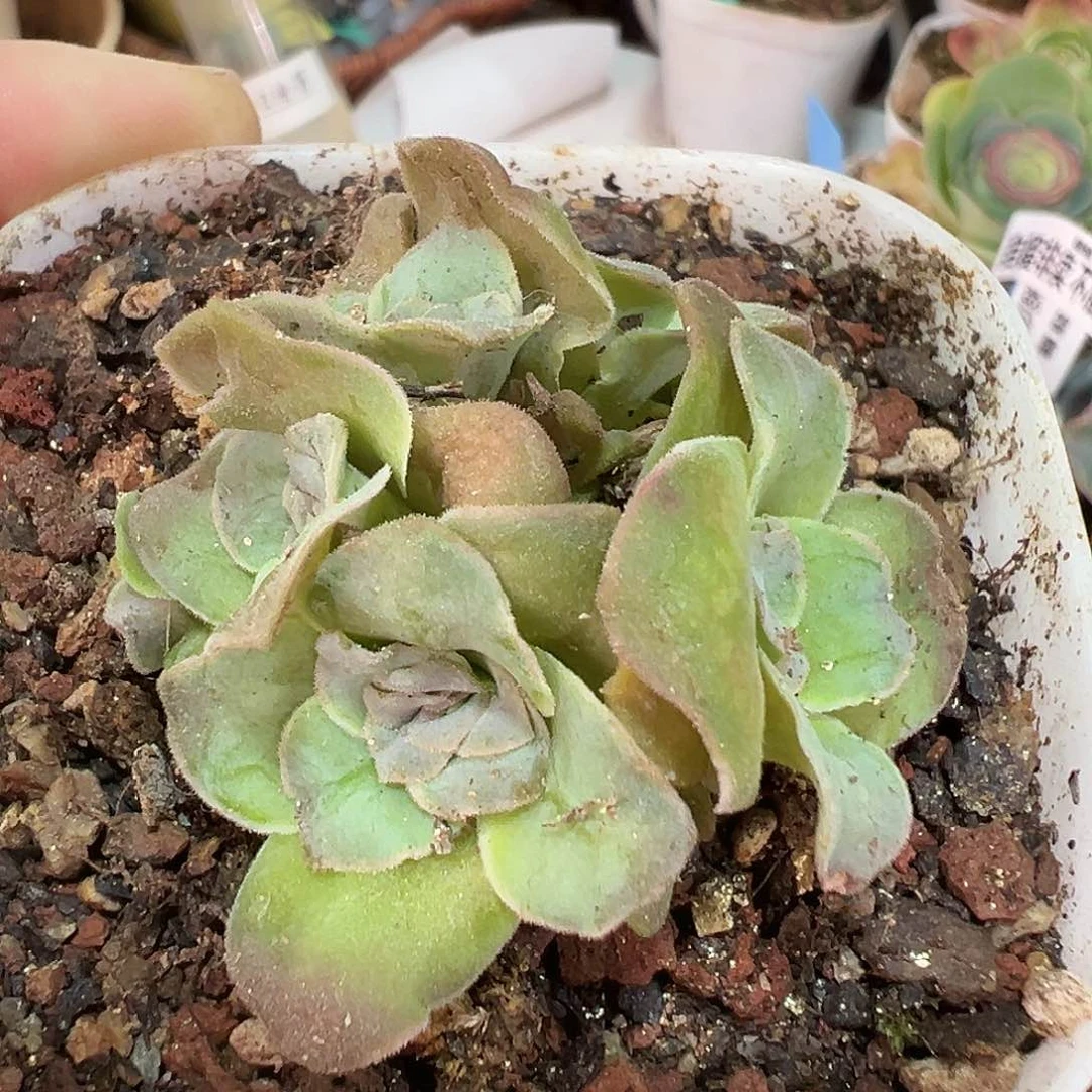 L****蕾丝mex各种 T508