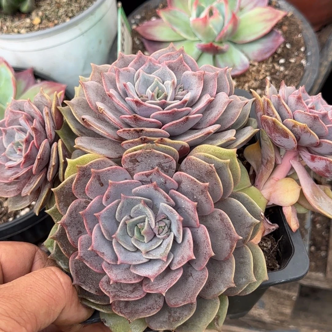 紫蝶叠叶惊鸿一物一拍包装收缩花旱
