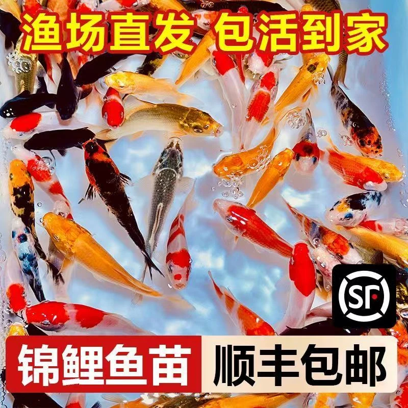 纯种锦鲤观赏鱼冷水鱼淡水鱼20公分左右好养耐活花色多