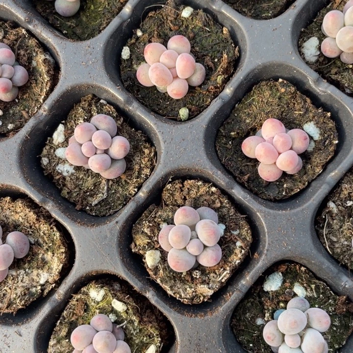 汤圆小的发5颗满18包邮