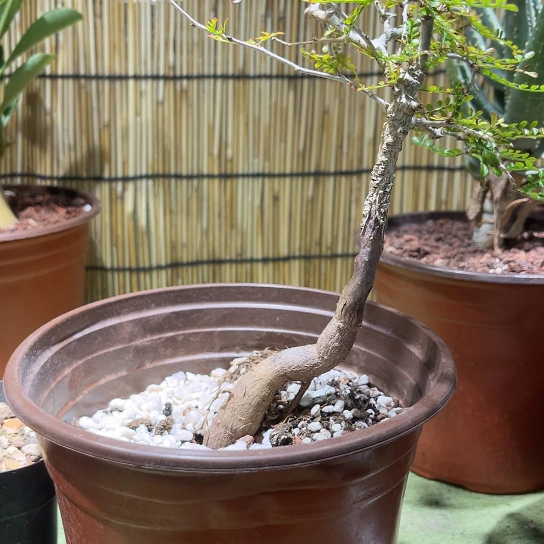 灵***家象足漆树多肉植物