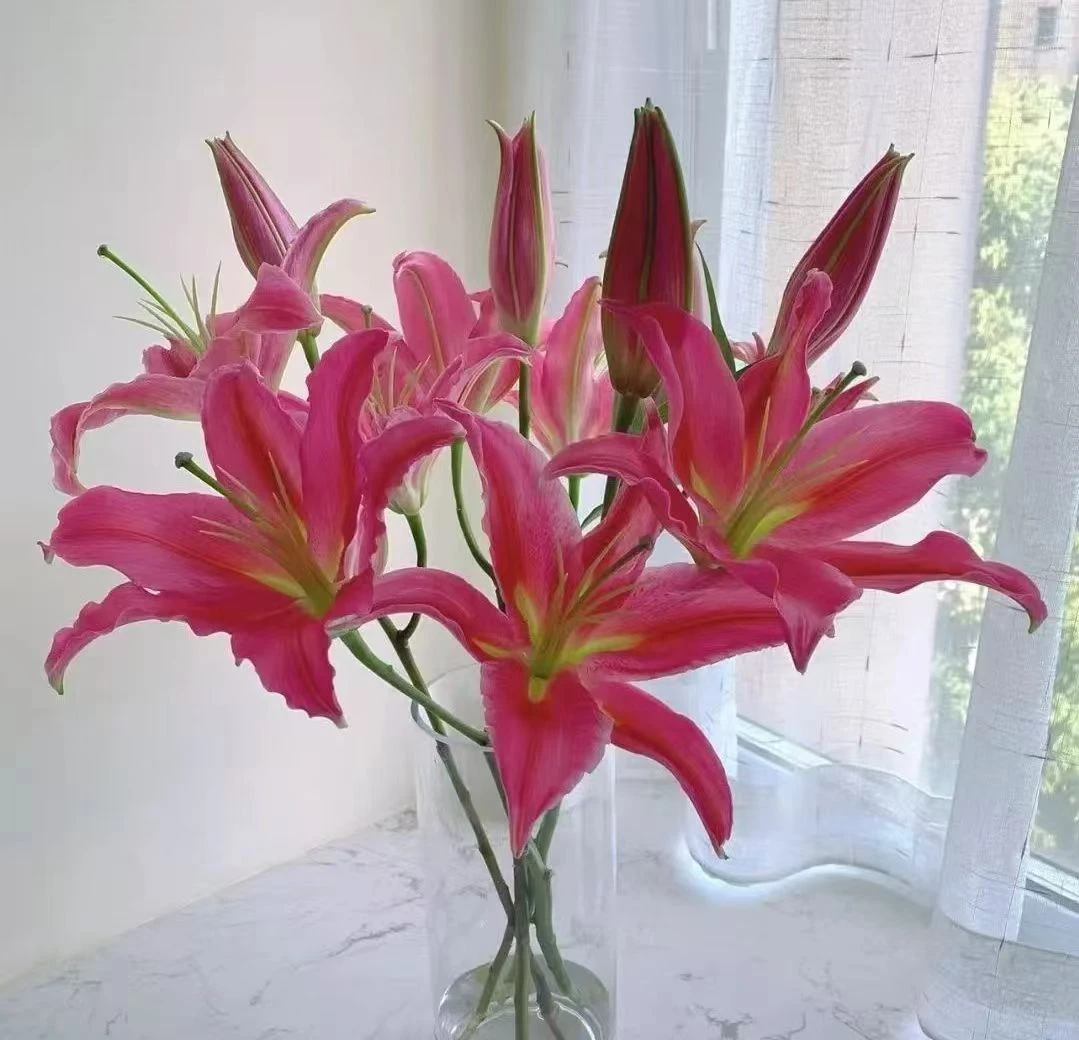 【红色】香水百合鲜切花 全场任意两单顺丰/京东