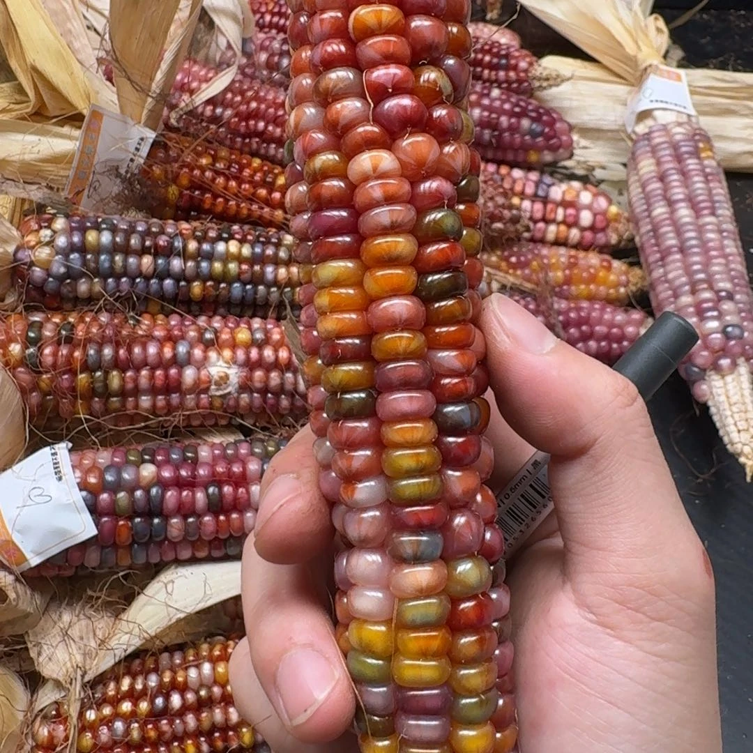 䴥***爺吊坠柏香籽/百香籽