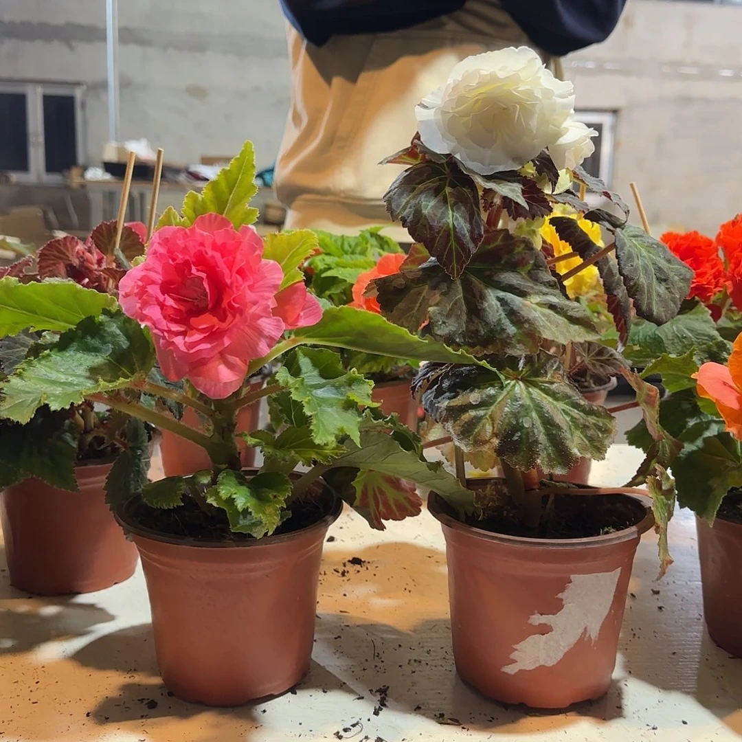 绿叶粉➕摩卡白，掉花折叶正常介意勿拍不拍保温冻死不售后