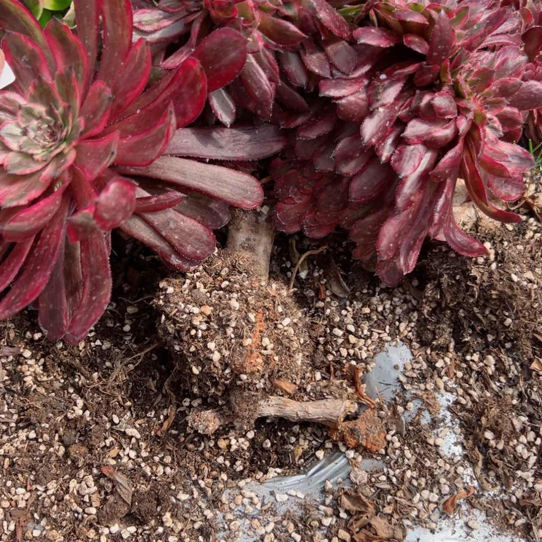 我7125 号多肉法师新年特价