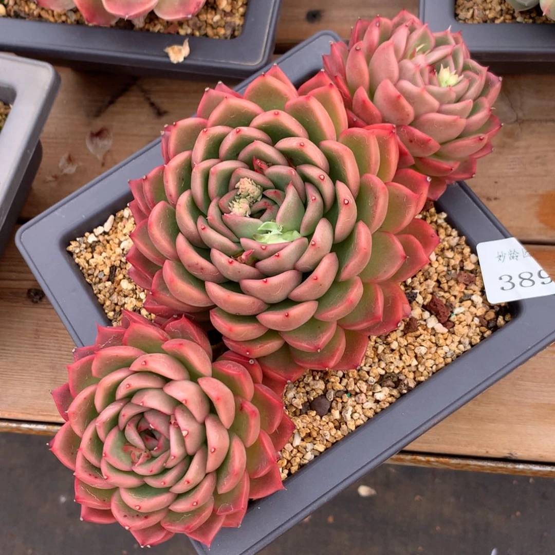 389杂交精品基地18冠