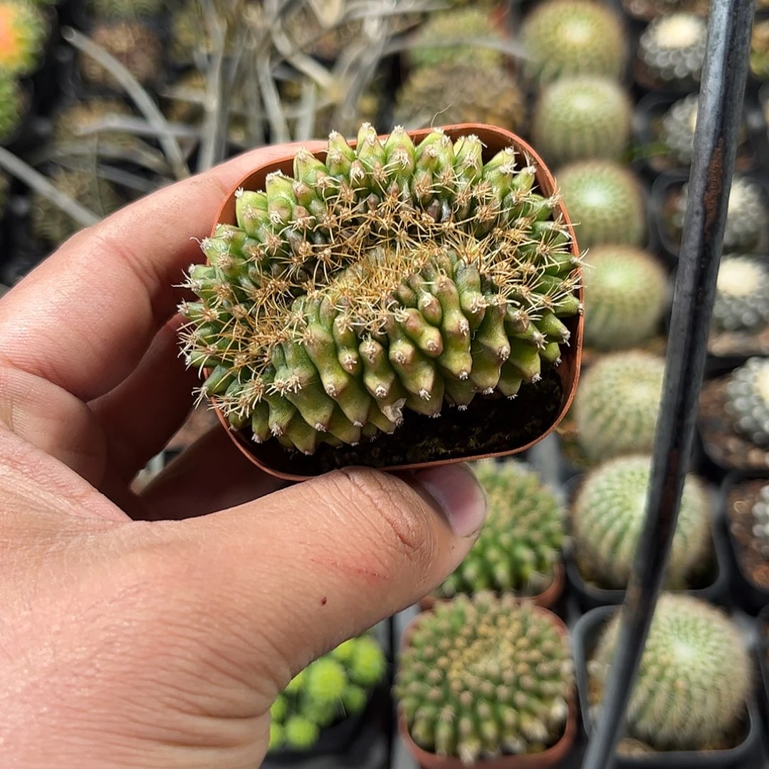 翠皇冠单头发货的